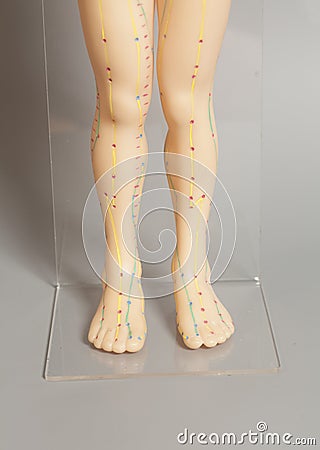 Medical acupuncture model of human feet Stock Photo