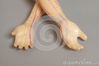 Medical acupuncture model of human hand on gray Stock Photo