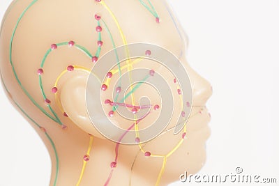 Medical acupuncture model of human head Stock Photo