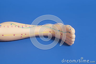 Medical acupuncture model of human leg Stock Photo