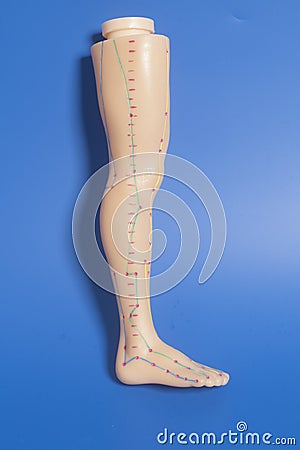 Medical acupuncture model of human leg Stock Photo