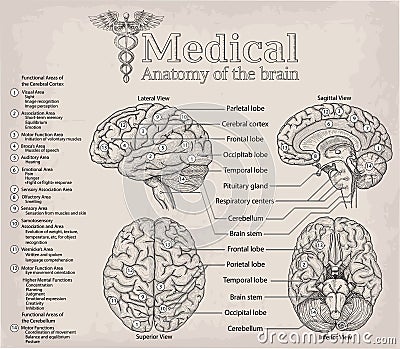 Medical anatomy of human Brain. Medicine, Vector illustration po Vector Illustration