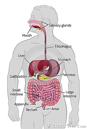 Human Gastrointestinal Digestive System Vector Illustration