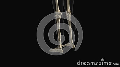 Medical animation of the tibia fibula bone pain Stock Photo