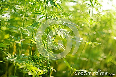 Medical cannabis plants growing at outdoor cannabis farm on sunny summer day Stock Photo