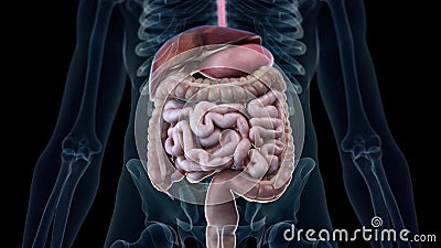 Digestive Stock Footage & Videos - 2,818 Stock Videos Digestive Stock Footage & Videos - 2,818 Stock Videos