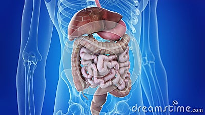 Digestive Stock Footage & Videos - 2,818 Stock Videos Digestive Stock Footage & Videos - 2,818 Stock Videos