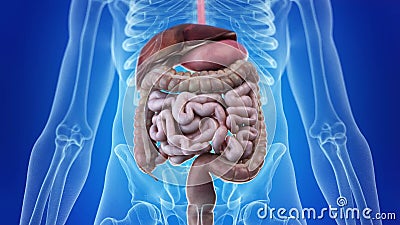 The human digestive system stock video. Video of rendering - 140261915