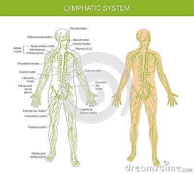 Medical description of the lymphatic system Vector Illustration