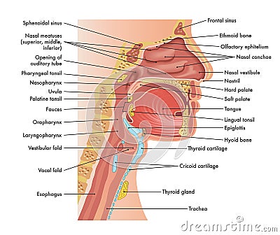 Medical diagram of anatomy of nose and mouth Vector Illustration