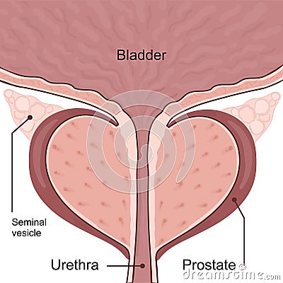 Medical diagram of healthy prostate with bladder. Vector Illustration