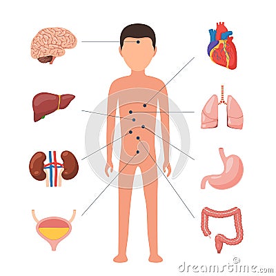 Medical diagram human organs Vector Illustration