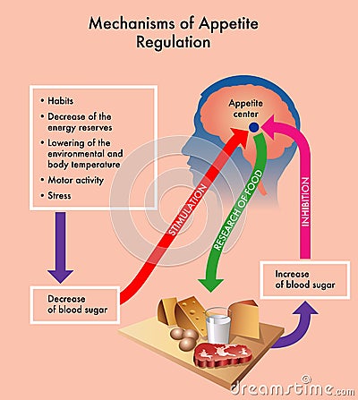 Mechanisms of appetite regulation Vector Illustration