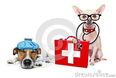 Medical doctor sick and ill dogs Stock Photo