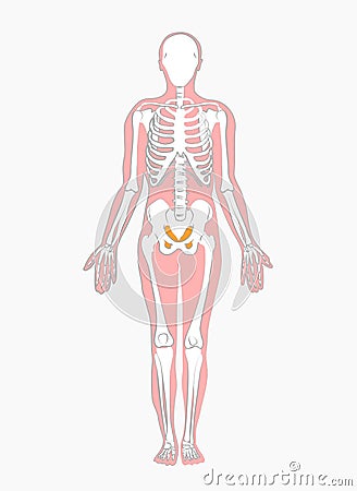 Medical drawings of human skeletons Vector Illustration