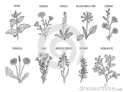 Medical herbs. Herbal floral collection healthy flowers leaves vector hand drawn illustrations Vector Illustration