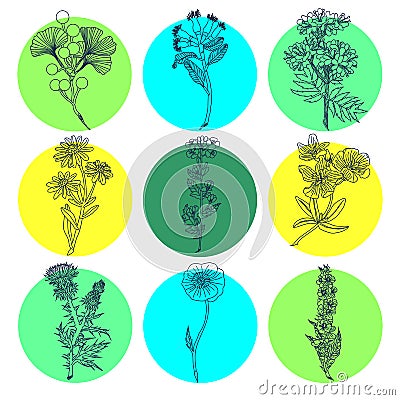 Medical Herbs. Natural Medicine. Icons Set Vector Illustration