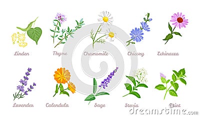 Medical herbs set. Cartoon healing plants and flowers. Vector Illustration