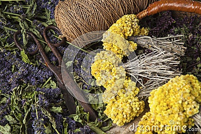 Medical herbs Stock Photo