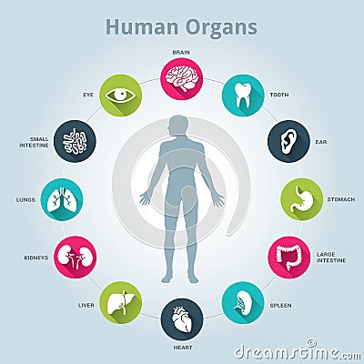 Medical human organs icon set with body in the middle Vector Illustration