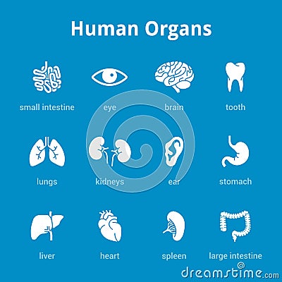 Medical human organs icon set Vector Illustration