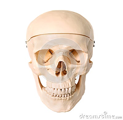 Medical human skull model, used for teaching anatomical science. Stock Photo