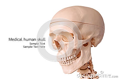 Medical human skull model, used for teaching anatomical science. Stock Photo