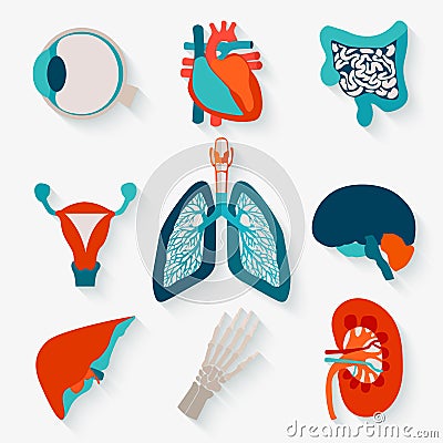 Medical icons of internal human organs Vector Illustration