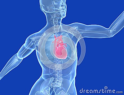 Medical illustration. 3d human body transparent, heart Cartoon Illustration