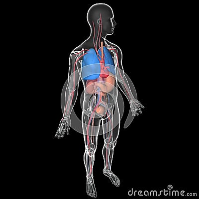 Medical illustration 3D transparent human body with visible internal organs Cartoon Illustration