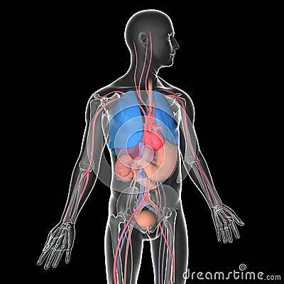 Medical illustration 3D transparent human body with visible internal organs Cartoon Illustration