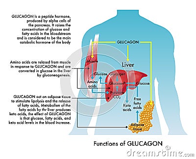 Medical illustration of glucagon functions Vector Illustration