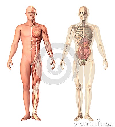 Medical illustration of a human anatomy transparency, view. The skeleton, muscles, internal organs showing separate parts Cartoon Illustration