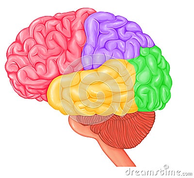 Medical illustration of Human Brain four lobes Cartoon Illustration