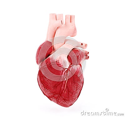 Medical illustration of a human heart Cartoon Illustration