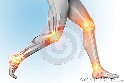 Medical illustration of a leg pain in anatomy transparent view. The skeleton, muscles, showing separate parts. 3d render Cartoon Illustration