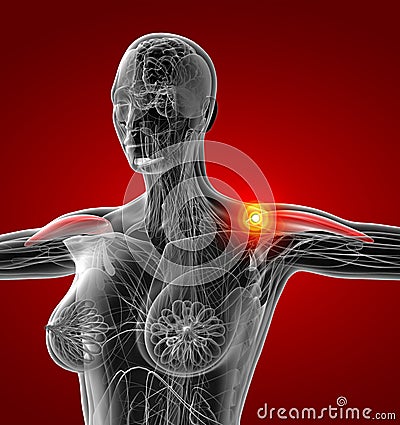 Medical illustration of the Medial Deltoideus Cartoon Illustration