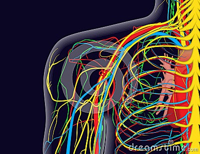 Medical illustration of the shoulder anatomy with nerves, veins and arteries, etc. Vector Illustration