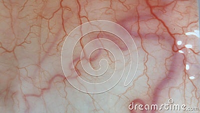 For medical knowledge Human eyes close up image with veins Stock Photo