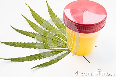 Medical laboratory container with urine sample rests on green leaves of marijuana weed. Photo concept for visualization determin Stock Photo