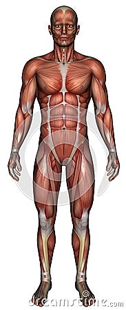 Medical Male Muscle Map Isolated Stock Photo