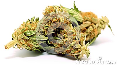 Medical marijuana flower bud. Close up cannabis flower on white backdrop. Generative AI Stock Photo