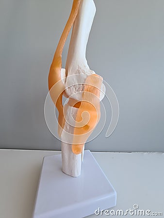 Medical model of the knee tendon and muscle anatomy Stock Photo