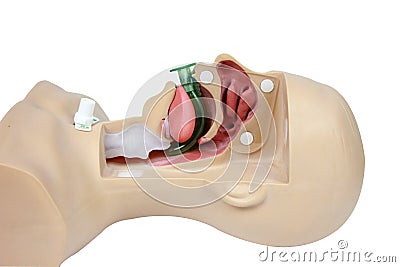 Medical simulation training Oropharyngeal Airway on a white back Stock Photo