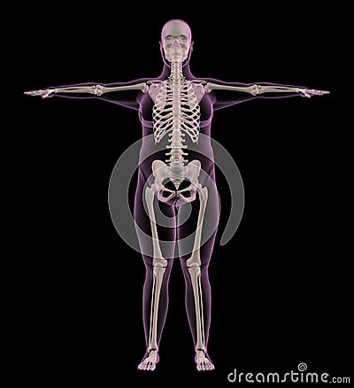 Medical skeleton of an overweight female Stock Photo