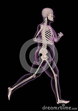 Medical skeleton of an overweight woman running Stock Photo