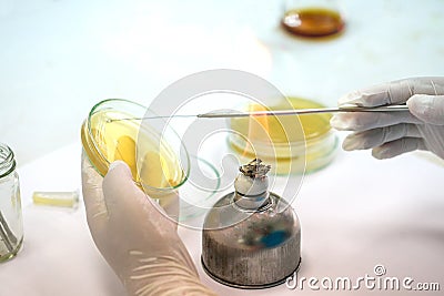 Medical technicians working on bacteria culture of pathogens in Stock Photo