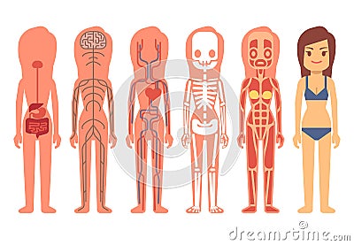 Medical woman body anatomy vector illustration. Skeleton, muscular, circulatory, nervous and digestive systems Vector Illustration