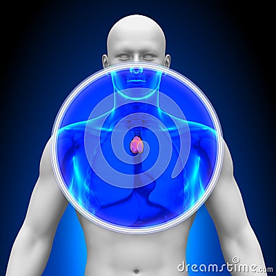 Medical X-Ray Scan - Thymus Stock Photo