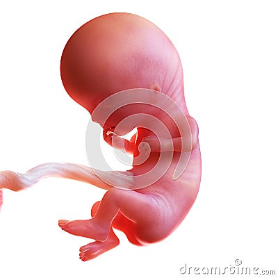 A fetus in week 11 Stock Photo